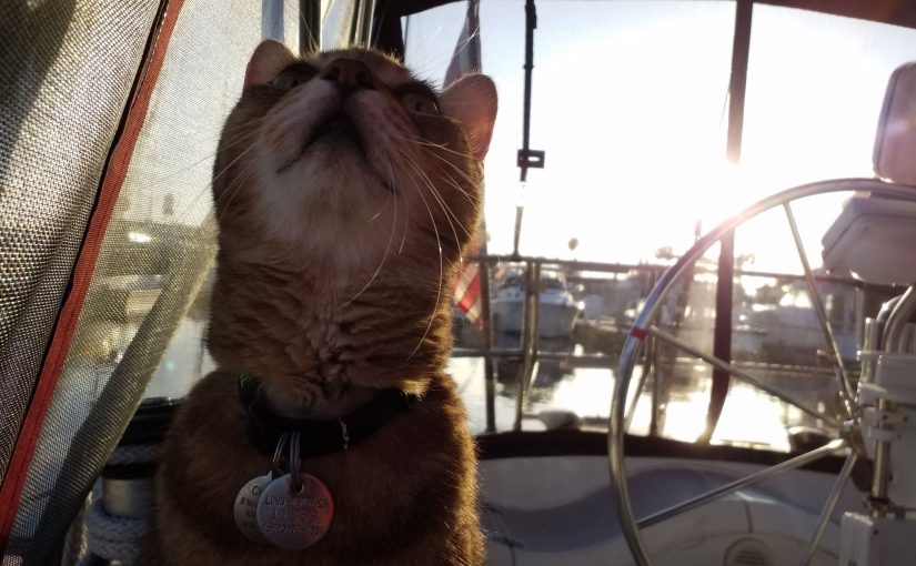 Sailing With Pets: How to Cat-Proof Your Boat
