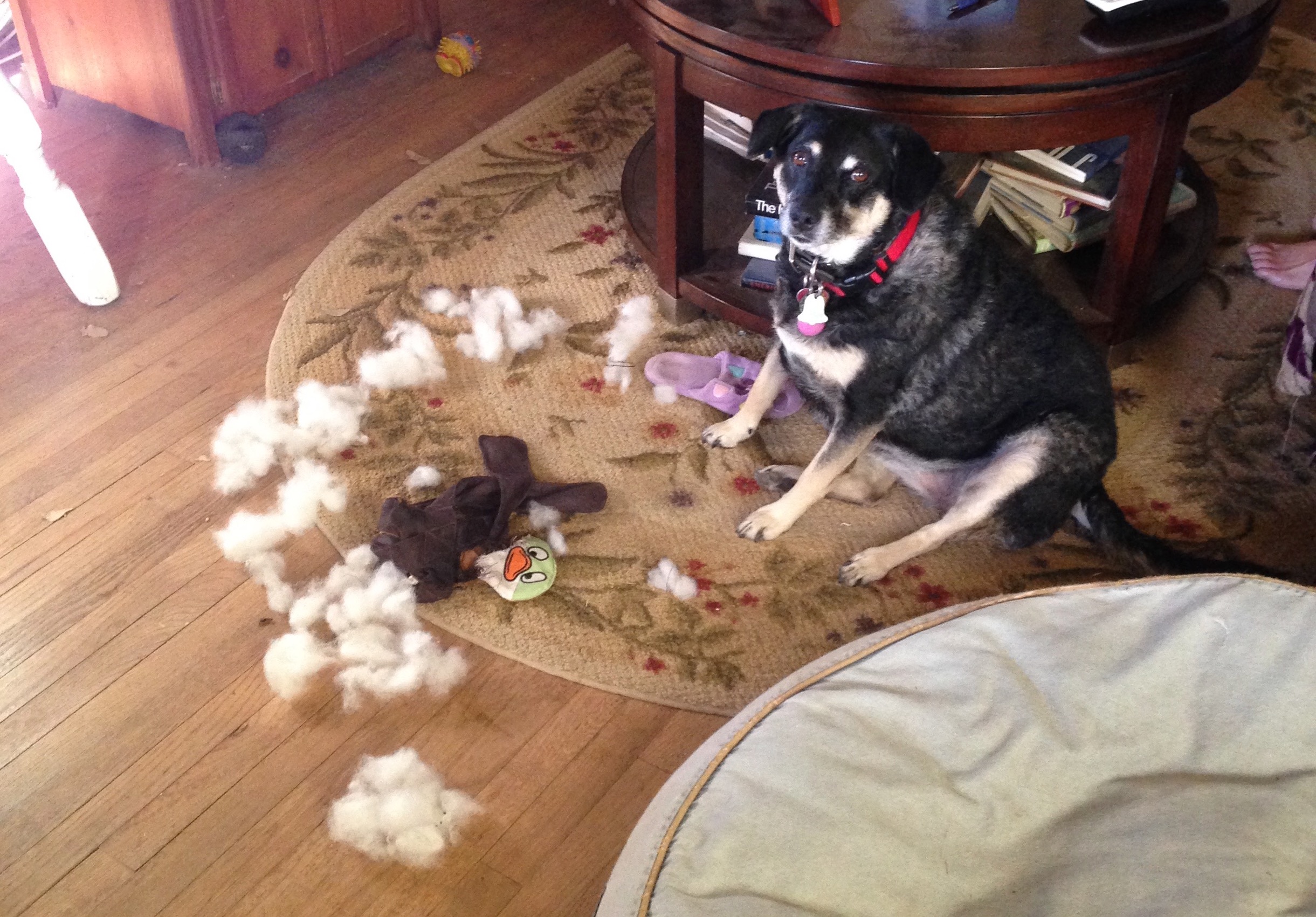 DIY Dog Toys: Tough Stuff for Playing Ruff - Meet Our Customers