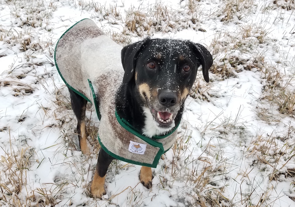 dog in coat