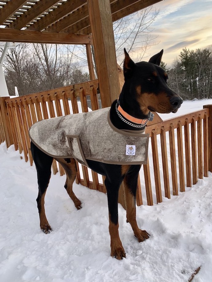 dog wearing coat