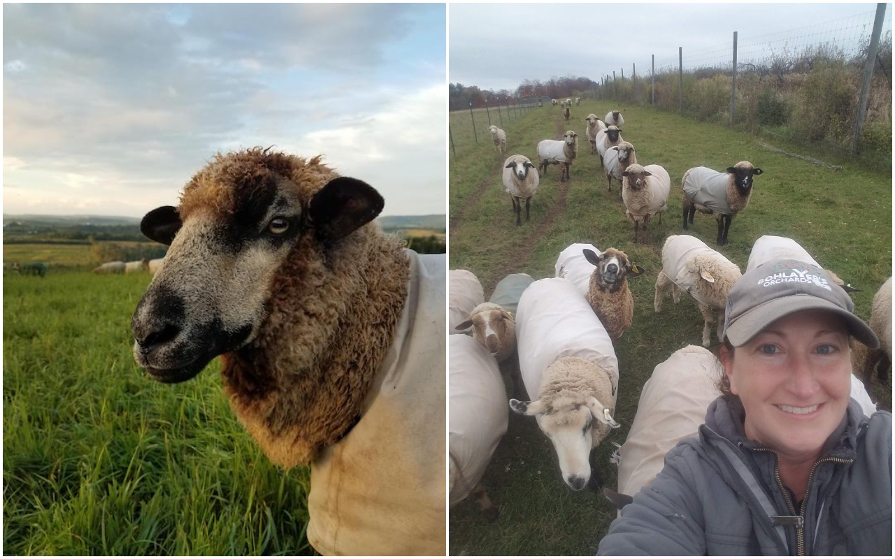 heather with sheep