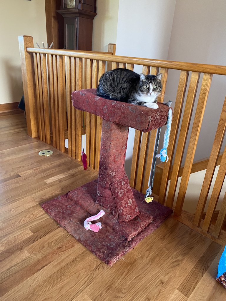 cat tree