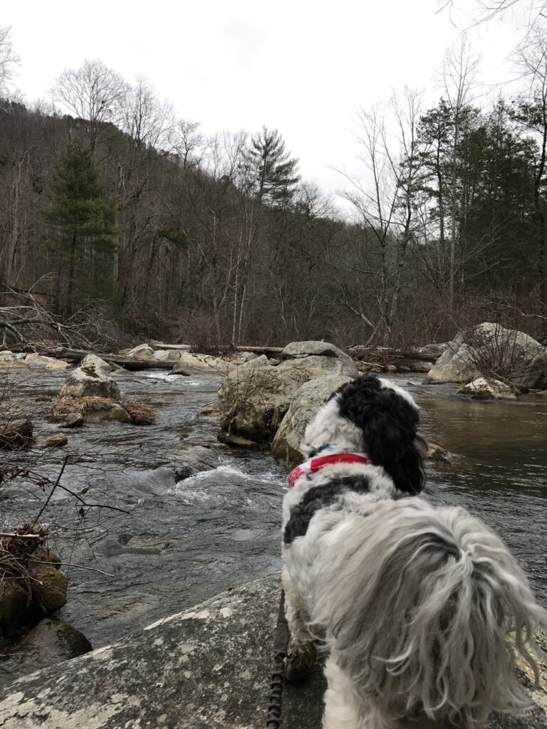 A Shih Tzu dog looking at a river.